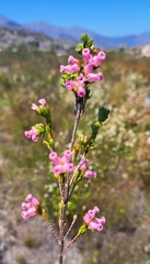 Erica denticulata