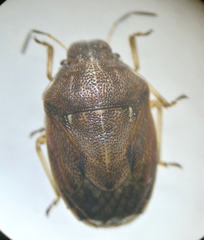 Neottiglossa pusilla