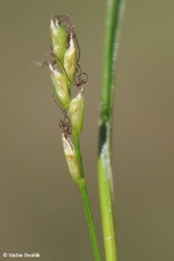 Carex alba