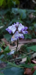 Glycine microphylla