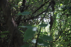 Dendrocitta formosae formosae