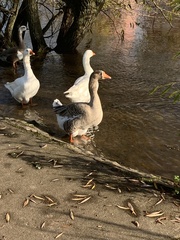 Anser anser domesticus × anser cygnoides domesticus