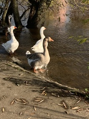Anser anser domesticus × anser cygnoides domesticus