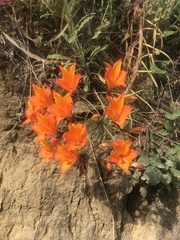 Alstroemeria ligtu simsii