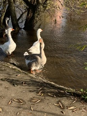 Anser anser domesticus × anser cygnoides domesticus