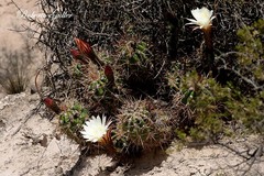 Trichocereus candicans