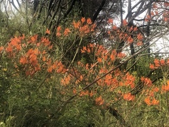 Alstroemeria ligtu simsii