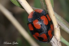 Botanochara angulata