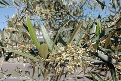 Olea
