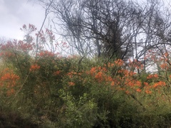 Alstroemeria ligtu simsii