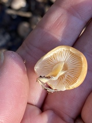 Cyptotrama chrysopepla