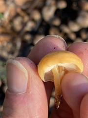 Cyptotrama chrysopepla