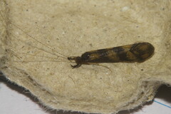 Mystacides longicornis