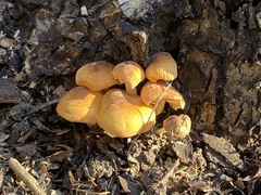 Cyptotrama chrysopepla