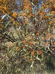 Eucalyptus leptophylla