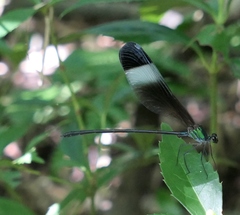 Psolodesmus mandarinus