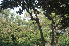 Dicrurus macrocercus harterti
