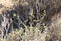 Atriplex cana