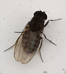 Drosophila repleta