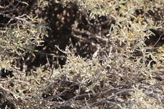 Atriplex cana
