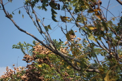 Dicrurus macrocercus harterti