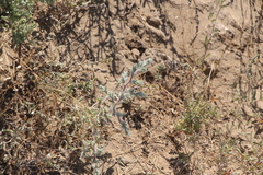 Climacoptera lanata