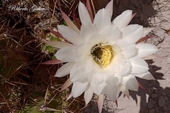 Trichocereus candicans
