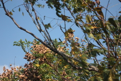 Dicrurus macrocercus harterti