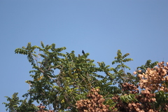 Dicrurus macrocercus harterti