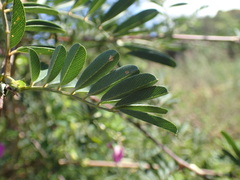 Tephrosia grandiflora