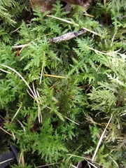 Thuidium tamariscinum