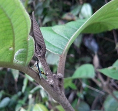 Callicarpa tomentosa