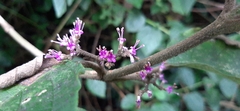 Callicarpa tomentosa