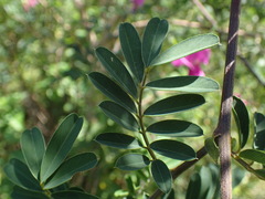 Tephrosia grandiflora