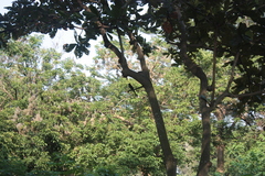 Dicrurus macrocercus harterti