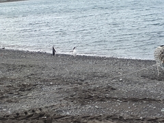 Pygoscelis antarcticus