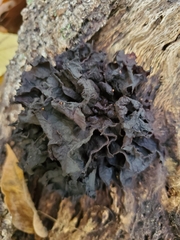 Collema subflaccidum