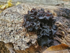 Collema subflaccidum