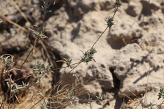 Pyankovia brachiata