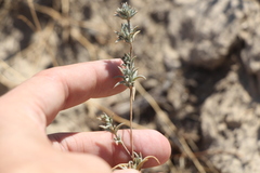 Pyankovia brachiata