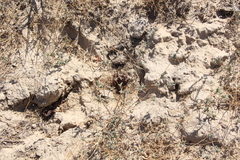 Pyankovia brachiata