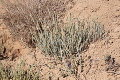 Anabasis salsa