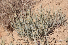 Anabasis salsa