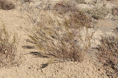 Artemisia pauciflora
