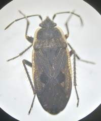 Graptopeltus lynceus