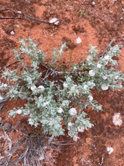 Dissocarpus paradoxus