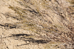 Artemisia pauciflora