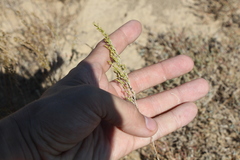 Artemisia pauciflora