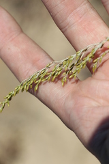 Artemisia pauciflora