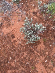 Dissocarpus paradoxus